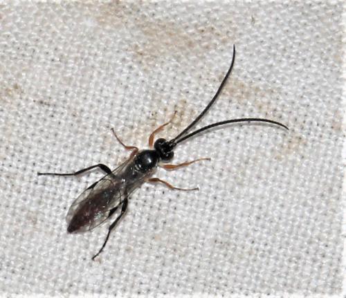 Crypteffigies lanius
